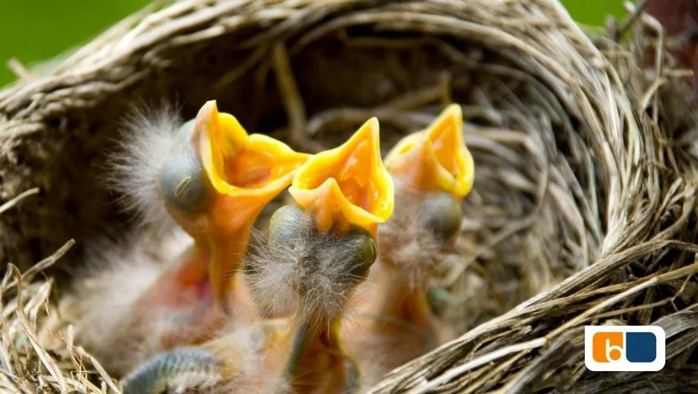 Cocooning des nouveaux clients