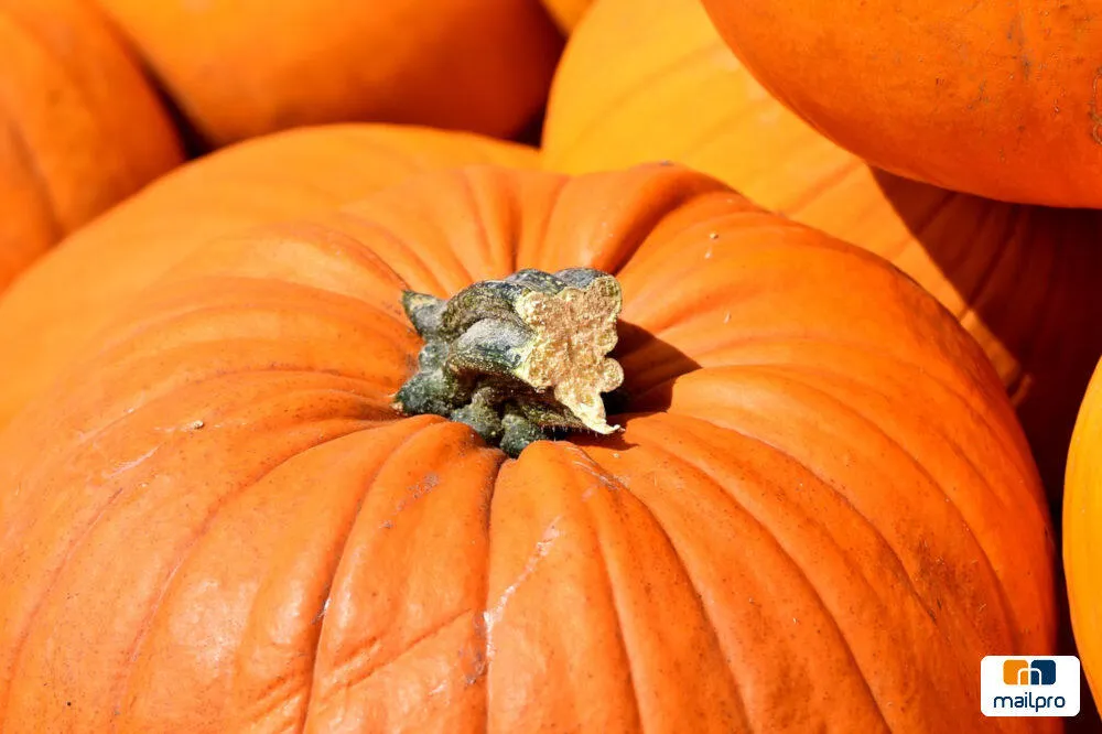 Halloween 2018 : pour que votre emailing ne soit pas un fantôme
